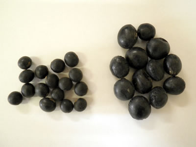黒千石味噌（1個） | 安全で無肥料栽培の食品なら北海道北見市の総合